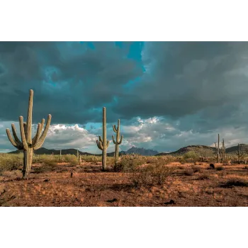 Cactus Plants